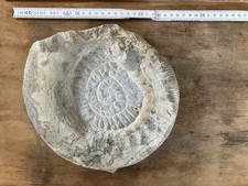 Großer Ammonit Fossil 4,5