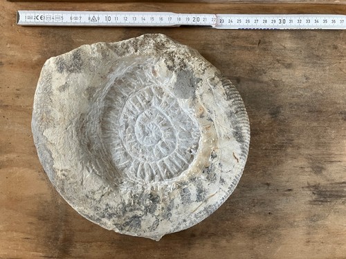 Großer ammonit fossil 5 - ammonit,