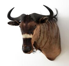 Nyasa Wildebeest Weissbindengnu shouldermount Njassa Streifengnu Schultermontage