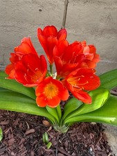 2 Pack - Rooted - Clivia