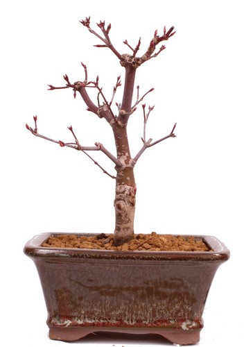 Bonsai acer palmatum - bonsai,
