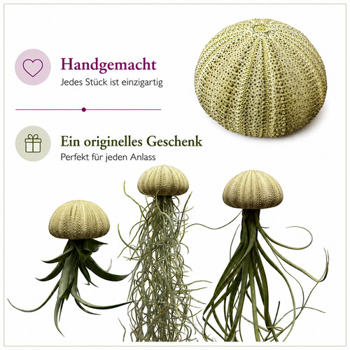 Quallen mit grünem - 3,
