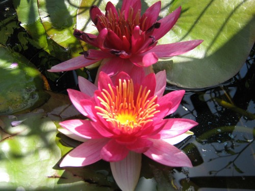 Winterharte seerose nymphaea - seerose,,