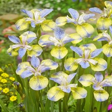 Iris Rhizom Staude mehrjährig