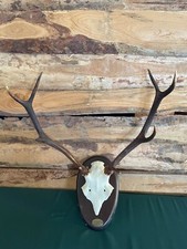 Rothirsch Trophäe 8-Ender sehr schönes Präparat