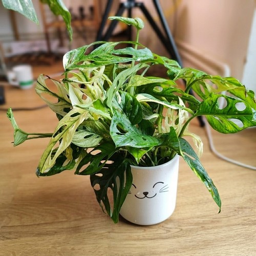 Monstera adansonii albo - monstera,