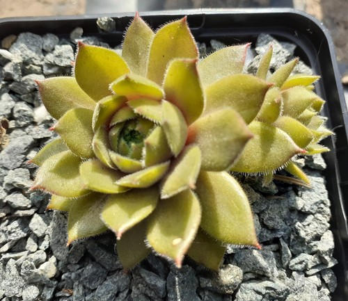 Sempervivum fränzi - 2x, –