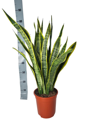 Sansevieria laurentii 90cm - laurentii, –