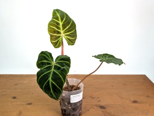 Philodendron verrucosum - philodendron,