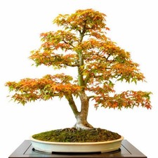 SAMEN der Fächerahorn Bonsai
