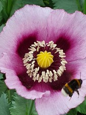 RARITÄT: LEGO Technic 8110 -