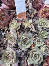 Sempervivum Lippy