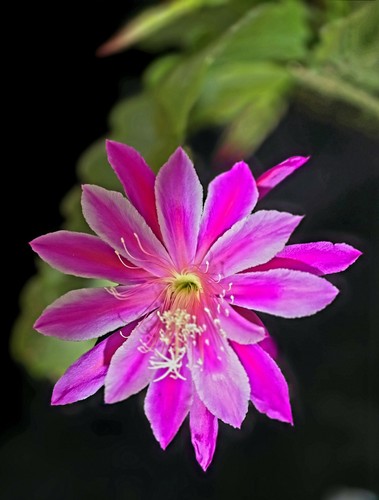 Epiphyllum unbewurzelten