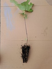 Tulpenbaum (Liriodendron tulipifera) 30-50cm