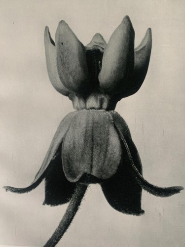 1929 karl blossfeldt druck - 1929,