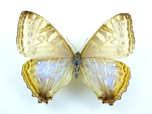 Morpho lympharis ssp eros - morpho,