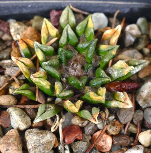 Ariocarpus kotschoubeyanus