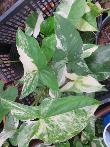 Variegated syngonium albo - variegated,