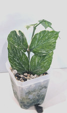 RARE Hoya Polyneura Jasminka *