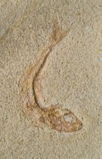 Versteinerter Fisch