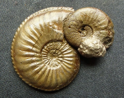 Fossilien ammonit jura lias - ammonit,