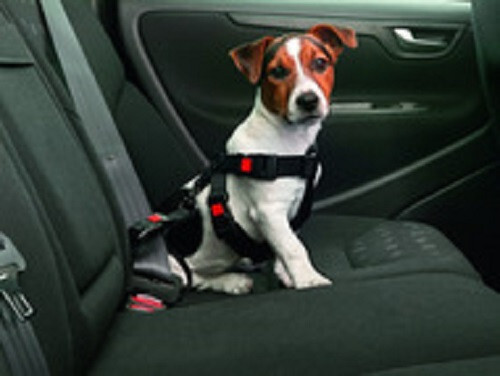 Karlie auto hundegeschirr - karlie,