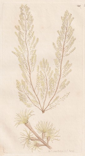 Conferva villosa algae algen - villosa,