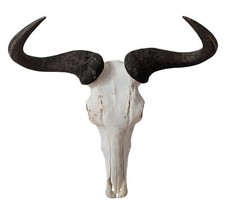 Streifengnutrophäe Connochaetes taurinus echte Gnuhörner Tierhörner Geweih 2207