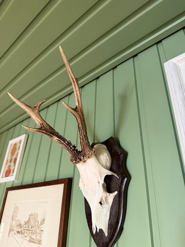 Rehbock trophäe jagd geweih - rehbock, trophäe/