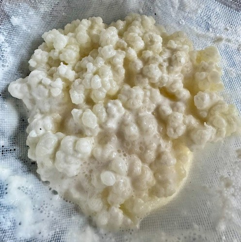 Kaukasische milch kefir - kaukasische,