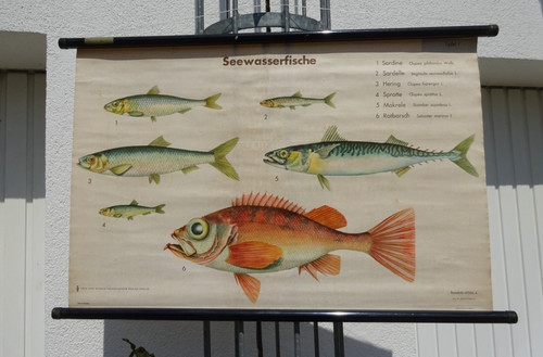 Alte schulkarte rollkarte - schulkarte,