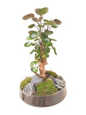 Bonsai 43cm im Glas Mini Garten Zimmergarten Pflanze