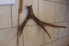 Elch Abwurfstange Geweihstange