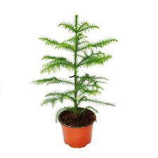 Exotenherz - Araucaria heterophylla - Zimmertanne 12cm
