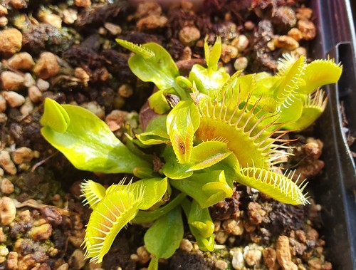 Dionaea muscipula phalanx - muscipula, gj