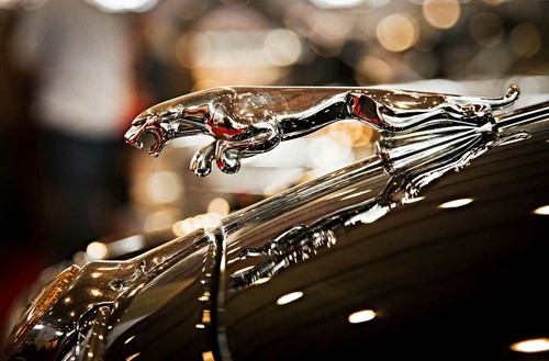 Leinwand bild jaguar - leinwand,