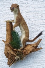 Wiesel, Hermelin, Präparat, Tierpräparat