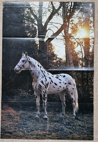 Poster bild pferdeposter - poster,