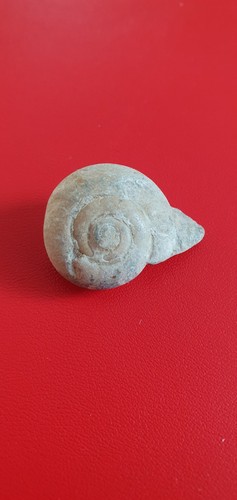 Fossilie schnecke wunderschön - schnecke,