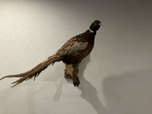 Fasan tierpräparat - fasan,