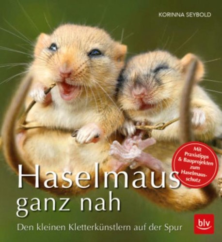 Haselmaus ganz nah korinna - ganz,