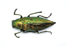 Buprestidae, Chrysodema sp