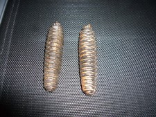 2 Uhren Gewichte Zapfen für