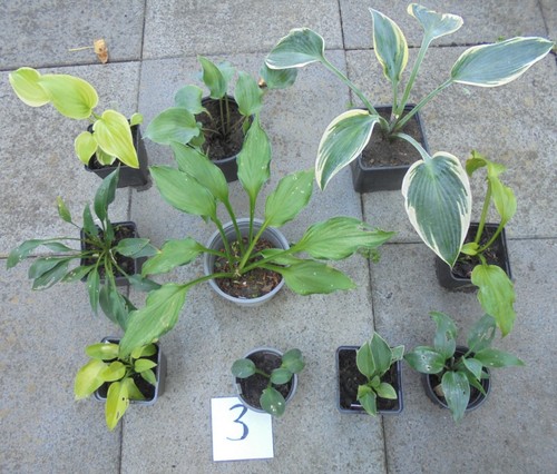 Hosta konvolut 10 - (funkie),