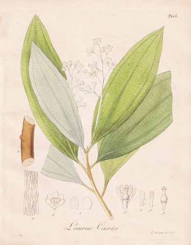 Laurus cassia zimtkassie - laurus,