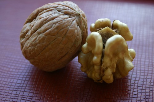 Walnussbaum veredelt juglans - veredelt,