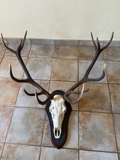 Rothirsch Hirschgeweih 12 ender, mit Holz, Naturschieferbrett