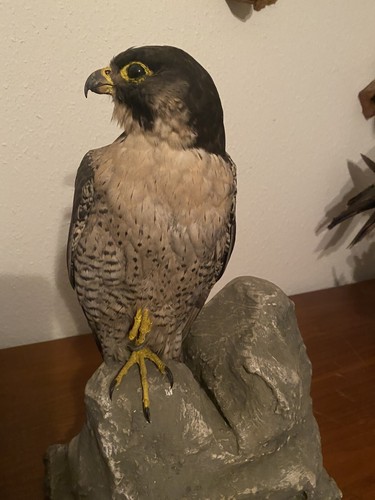 Wanderfalken präparat - wanderfalken,
