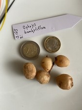 Ophrys bombyliflora Drohnen-Ragwurz  orchis orchidea orquídea