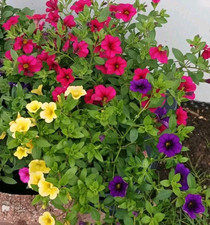 Petunien Mischung 1000 Samen Petunia hängend Dauerblüher Blumensamen Ampelblume 